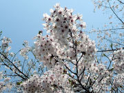 ���ق̃\���C���V�m