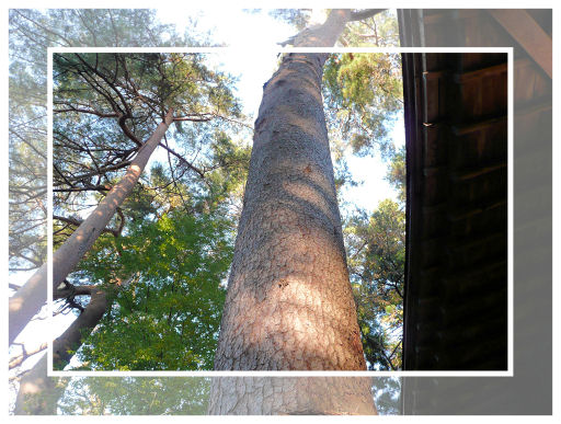 ���؁F���ڐ����_�Ђ̋���