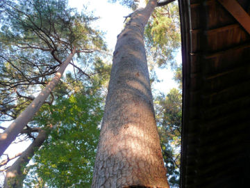 ���؁F���ڐ����_�Ђ̋���